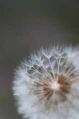 Fototapeta premium A close-up macro shot of a dandelion seed head with delicate white filaments and a blurred grey background. Tiny water droplets cling to the seed head, adding a touch of sparkle