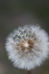 Fototapeta premium A close-up, macro shot of a dandelion seed head, its delicate white filaments catching the light against a blurred, muted background