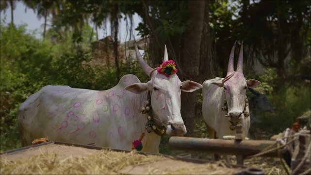 Two Decorated White Cows During a Festival in Hampi, India