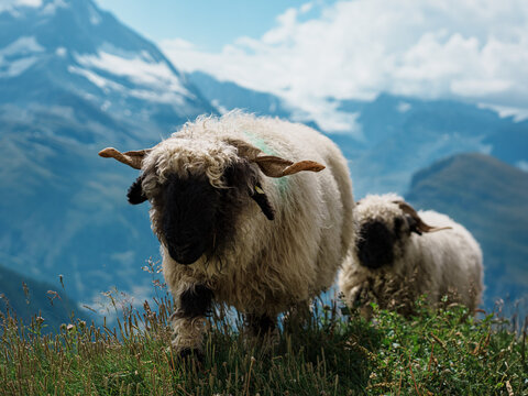 Blacknose sheep in the swiss alps