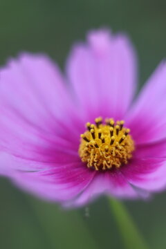 A delicate pink cosmos flower with a yellow center, its petals unfurling gently in the soft light
