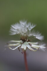 A dandelion gone to seed, with its delicate white puffs ready to drift away on the breeze. The background is softly blurred, creating a dreamy atmosphere © Mateusz
