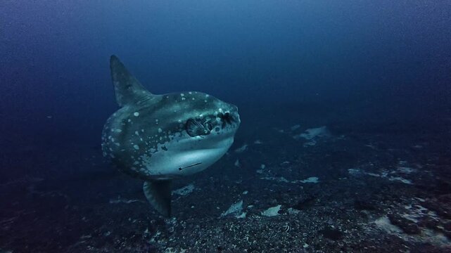 Giant Sunfish Swimming Over Rocky Seabed