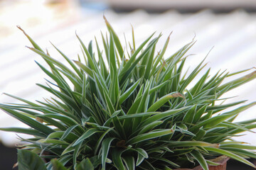 Obraz premium Vibrant Green Spider Plant (Chlorophytum Comosum) in a Pot