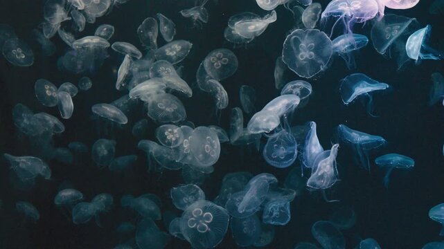 4K Video of moon jellyfish swimming gracefully against a black background.