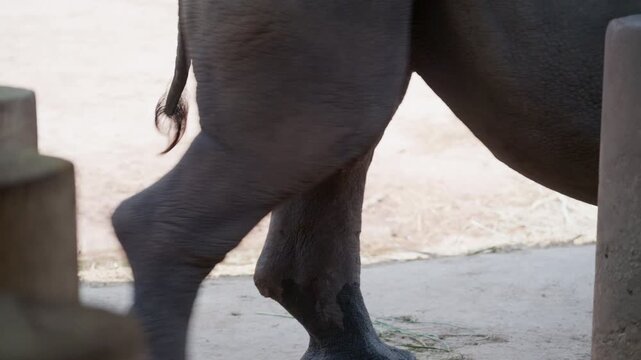 White rhino walking and searching for food in zoo enclosure close up shot.
