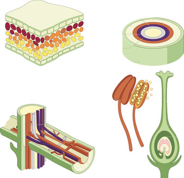 Detailed vector illustration of plant anatomy featuring cell structures, stem tissue cross sections, and floral organs