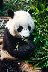 Giant panda bear eating © Pete Niesen Photo