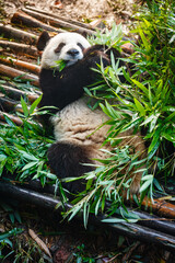 Giant panda bear eating © Pete Niesen Photo