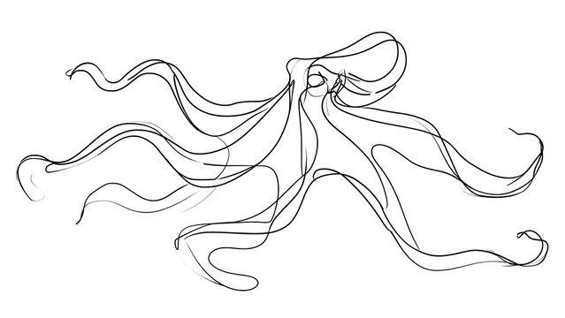 Elegant octopus line drawing white background.