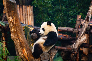 panda sitting in tree © Pete Niesen Photo