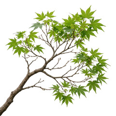 Naklejka premium Green Japanese maple branch. Isolated tree foliage with fresh leaves on white background.