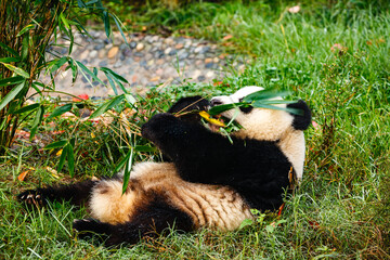 Giant panda bear eating © Pete Niesen Photo