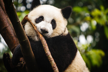 Panda bear's face chewing on stem © Pete Niesen Photo