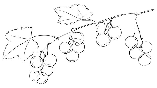 Hand drawn grape cluster sketch white background.