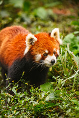 Obraz premium Red panda bear