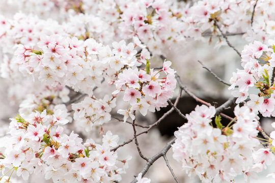 Closed up background of pink white color flower sakura (cherry) blossom