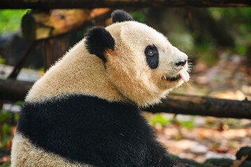 Giant panda sitting © Pete Niesen Photo