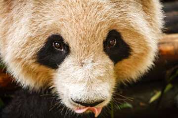 Closeup of giant panda bear's face © Pete Niesen Photo