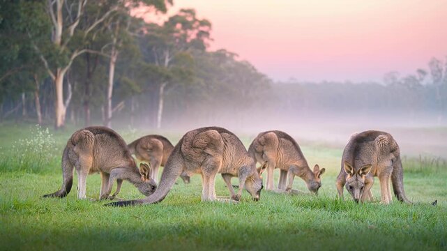 Group of kangaroos grazing on green grass in misty Australian landscape at sunrise