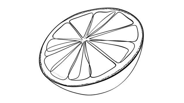 Sliced citrus fruit illustration on white background.