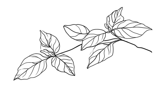 Basil leaves illustration on white background.