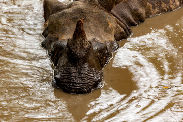 A rhinoceros submerges its head in muddy water, its horn visible. © Pete Niesen Photo