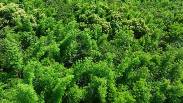 Drone view capturing dense green rainforest textures with rich biodiversity, representing forest conservation, carbon storage potential, ecological balance, nature-based solutions for global climate.
