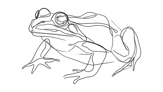Line art frog illustration white background.