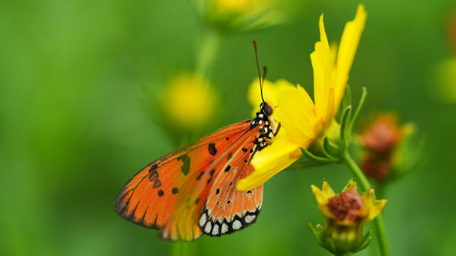 Orange butterfly feeding on yellow wildflower with green natural background