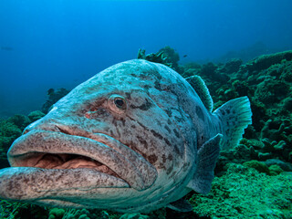 Great Barrier Reef Australia © Pete Niesen Photo