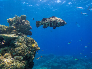 Giant Cod Great Barrier Reef Australia © Pete Niesen Photo