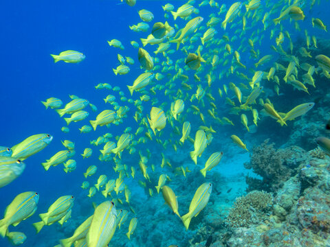 School of yelloe tail Surgeon fish Prionurus punctatus, on Great Barrier Reef Australia