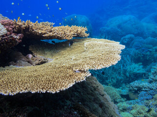Stony Coral Colony at Great Barrier Reef Australia © Pete Niesen Photo