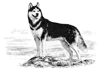 Hand-drawn pencil sketch of a Siberian husky dog portrait © Abir