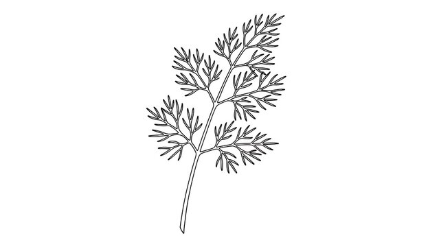 Dill leaf illustration on white background.