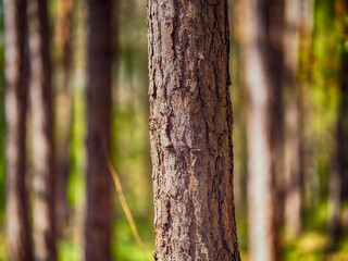 green forest in spring time © babaroga