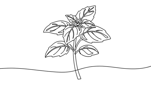 Basil plant illustration on white background.