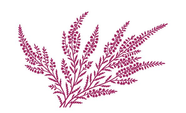 Purple heather plant silhouette vector illustration with small flowers and branches style.