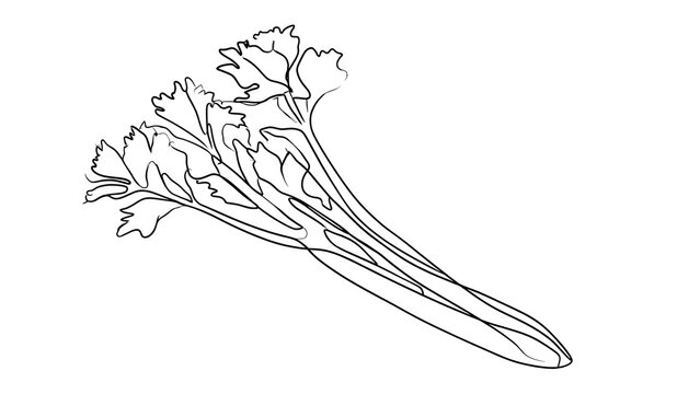 Celery stalk line art illustration white background.