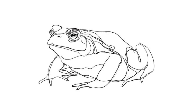 Detailed line art frog illustration white background.