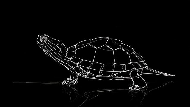wireframe turtle illustration on white background.