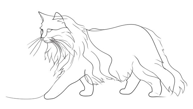 Elegant long haired cat line drawing white background.