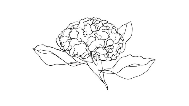 Hydrangea flower line art white background.