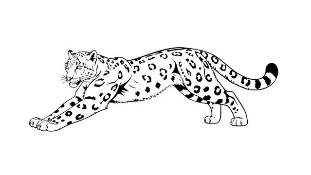 Snow leopard illustration on white background.