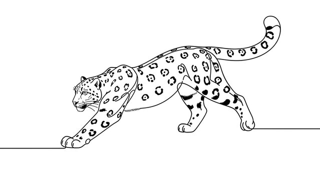 Snow leopard walking illustration white background.