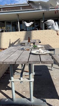 Several hungry white birds scavenge for crumbs and leftovers on an outdoor dining table at a cafe