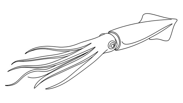 Squid line art illustration white background.
