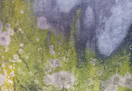 Close-up view of moss and fungus growing on damp wall surface creating abstract texture. Old weathered concrete with green mold and moisture damage.