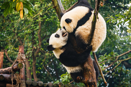 Giant panda bears playing in tree